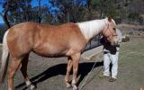 Chilli - Palomino Mare on HorseYard.com.au (thumbnail)