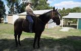 very quiet natured standard bred gelding on HorseYard.com.au (thumbnail)