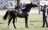 Gorgeous Black SE Gelding on HorseYard.com.au (thumbnail)