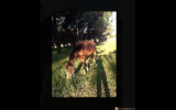 Lovely Horse for Free Lease / Horse Share ASAP!!! on HorseYard.com.au (thumbnail)