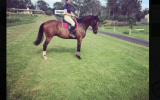 Lovely Horse for Free Lease / Horse Share ASAP!!! on HorseYard.com.au (thumbnail)