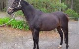 STUNNING ARABIAN X WARMBLOOD MARE on HorseYard.com.au (thumbnail)