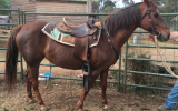 Lovely Quiet QH Mare on HorseYard.com.au (thumbnail)