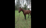 Sweet natured gelding  on HorseYard.com.au (thumbnail)
