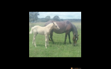 palomino roan filly on HorseYard.com.au (thumbnail)