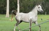 Purebred Arabian Gelding on HorseYard.com.au (thumbnail)