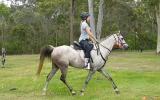 Purebred Arabian Gelding on HorseYard.com.au (thumbnail)