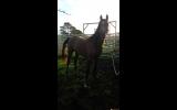 Tall purebred colt/gelding on HorseYard.com.au (thumbnail)