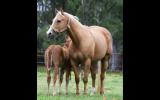 AAA Palomino Mare on HorseYard.com.au (thumbnail)
