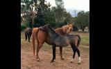 Gorgeous Purebred filly on HorseYard.com.au (thumbnail)