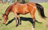 Arab mare by Desperado winner WAHO on HorseYard.com.au (thumbnail)