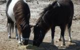 4 Shetland bred geldings $350.00 each on HorseYard.com.au (thumbnail)
