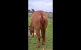 Mixed Emotions on HorseYard.com.au (thumbnail)