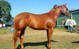 Yearling Filly Q-83023 by LP Kids Yella Image (imp) on HorseYard.com.au (thumbnail)