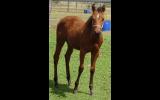 QUIET QH WEANLING FILLY FOR SALE on HorseYard.com.au (thumbnail)