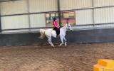 Pure Arabian mare on HorseYard.com.au (thumbnail)