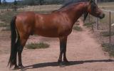 Welsh B Stallion - Bamborough Royal Usher. on HorseYard.com.au (thumbnail)