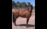 Welsh B Stallion - Bamborough Royal Usher. on HorseYard.com.au (thumbnail)