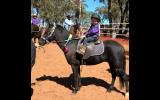 DUAL REG Riding pony - educated on HorseYard.com.au (thumbnail)