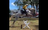 Talented Allrounder  on HorseYard.com.au (thumbnail)