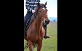 Perfect Beginners Horse on HorseYard.com.au (thumbnail)