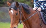 Perfect Beginners Horse on HorseYard.com.au (thumbnail)