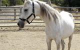 Arab gelding on HorseYard.com.au (thumbnail)