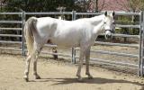 Arab gelding on HorseYard.com.au (thumbnail)