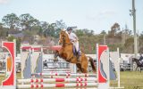 Flashy chestnut gelding  on HorseYard.com.au (thumbnail)