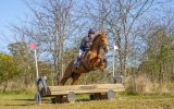 Flashy chestnut gelding  on HorseYard.com.au (thumbnail)