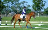 Dressage Gelding back in work and going well on HorseYard.com.au (thumbnail)