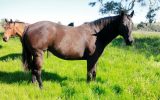 Duchess black stock horse mare on HorseYard.com.au (thumbnail)