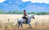Endurance Arabian Mare on HorseYard.com.au (thumbnail)