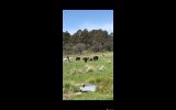 Stunning Appy gelding  on HorseYard.com.au (thumbnail)