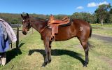  SOLD. SOLD Reg Qh Gelding $2000 —     SOLD. SOLD  on HorseYard.com.au (thumbnail)