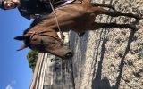 5 year Old TB off the track on HorseYard.com.au (thumbnail)