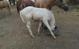 Cremello QH colt on HorseYard.com.au (thumbnail)