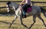 Beautiful grey welsh  on HorseYard.com.au (thumbnail)