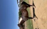 Paint Quarter Horse  on HorseYard.com.au (thumbnail)