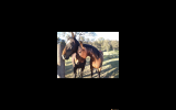 Thoroughbred mare  on HorseYard.com.au (thumbnail)