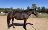 Percheron x mare on HorseYard.com.au (thumbnail)