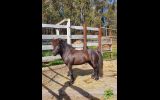 Miniature gelding on HorseYard.com.au (thumbnail)