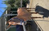 Alrounder stock horse x arab on HorseYard.com.au (thumbnail)