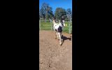 Black and white colt on HorseYard.com.au (thumbnail)