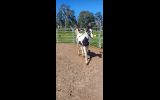 Black and white colt on HorseYard.com.au (thumbnail)