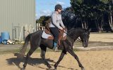 Stockhorse Gelding on HorseYard.com.au (thumbnail)