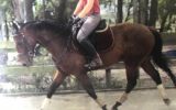 Thoroughbred gelding, very quiet  on HorseYard.com.au (thumbnail)