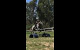 Thoroughbred gelding 18hh on HorseYard.com.au (thumbnail)