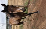 anglo Arab  gelding on HorseYard.com.au (thumbnail)