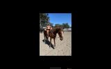Stunning Mare on HorseYard.com.au (thumbnail)